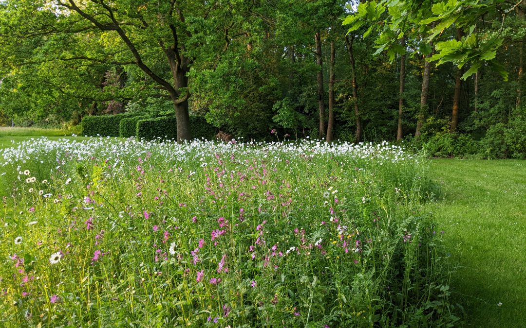 Wilde bloemenweide (privétuin)