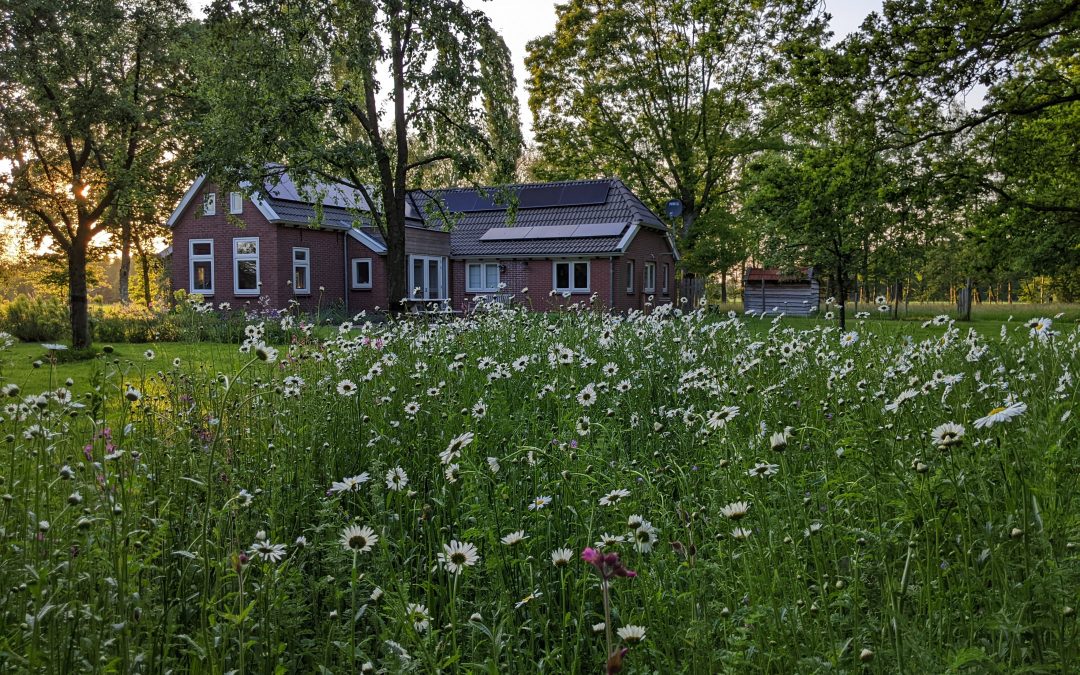 Wilde bloemenweide (privétuin)