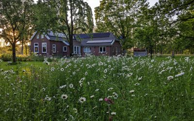 Wilde bloemenweide