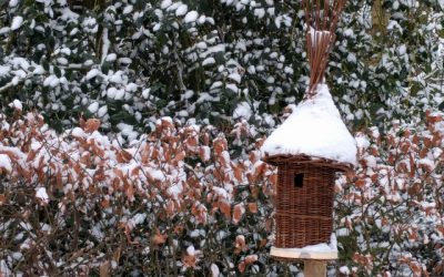 Planten beschermen bij vorst